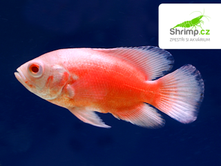 Vrubozubec paví Red Albino 7-8 cm