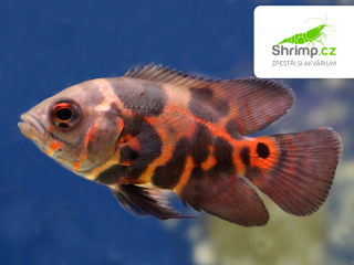 Vrubozubec paví Red Tiger Oscar 7-8 cm
