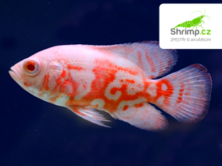 Vrubozubec paví Red Tiger Oscar Albino 7-8 cm