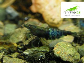 Black & Blue 20 ks - Neocaridina davidi