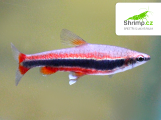 Drobnoústka pruhovaná - Nannostomus beckfordi
