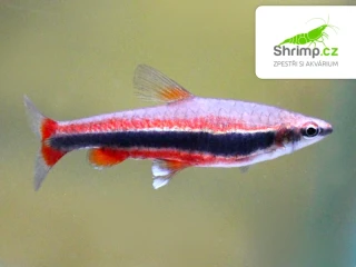 Drobnoústka pruhovaná - Nannostomus beckfordi