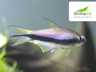Tetra císařská - Nematobrycon palmeri