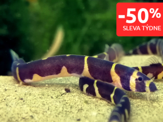 Sekavec příčnopásý 10 ks - Pangio kuhlii kuhli