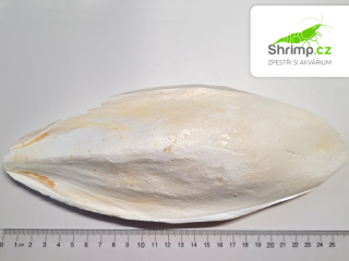 Sépiová kost 25 cm 1 ks