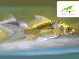 Koi kapr Kabuto Yellow long fin 7-10 cm – Cyprinus carpio