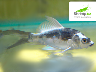 Koi kapr Kabuto White long fin 7-10 cm – Cyprinus carpio
