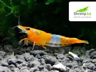 Orange Rili 30 ks - Neocaridina davidi