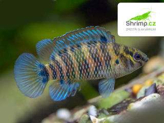 Ostnáč modrý - Badis badis