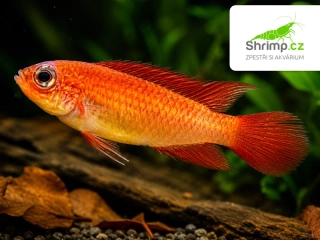 Cichlidka Agassizova fire red