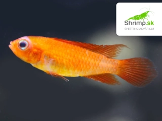 Cichlidka Agassizova fire red