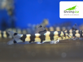 Mřenka kubotai - Botia kubotai 