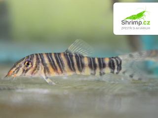 Sekavka striata - Botia striata