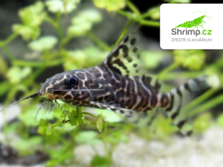Peřovec skvrnitý – Synodontis eupterus