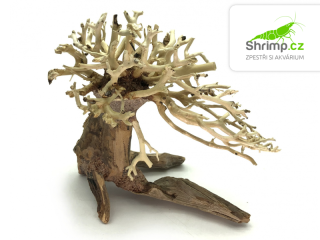 Bonsai Driftwood 15 x 12 x 13 cm (10.)