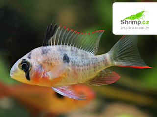 Cichlidka Bolivijská – Papiliochromis altispinosa