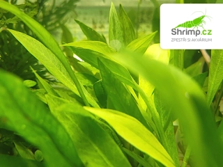 Echinodorus Latifolius - košík