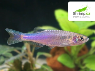 Dánio růžové 10 ks - Danio rosea