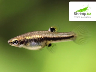 Heterandrie trpasličí - Heterandria formosa