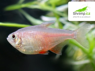 Tetra červená orange - Hyphessobrycon flammeus orange