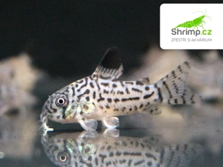 Pancéřníček leopardí – Corydoras julii