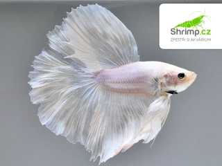 Bojovnice pestrá - samec Halfmoon bílý