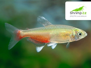 Tetra Rathbunova - Aphyocharax rathbuni