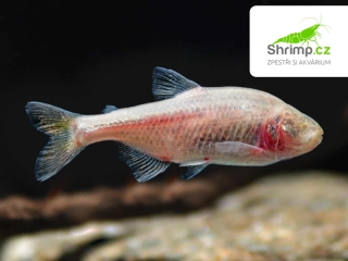 Tetra slepá - Astyanax jordani
