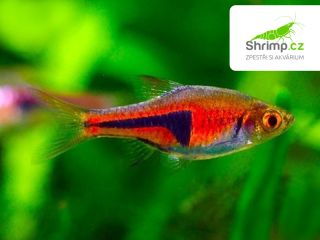 Razbora Espeho 30 ks - Rasbora espei
