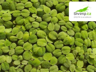 Salvinia minima 100 ml
