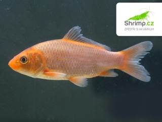 Koi kapr mix B 8-10 cm - Cyprinus carpio (DO JEZÍRKA)