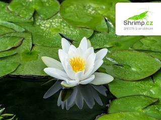 Nymphaea alba – košík 11x11 cm