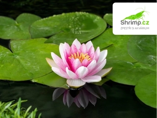 Nymphaea ‘Attraction’ – košík 11x11 cm