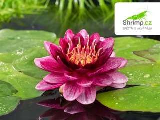 Nymphaea 'Perry Almost Black' – košík 11x11 cm