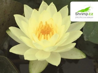 Nymphaea 'Joey Tomocik' – košík 11x11 cm