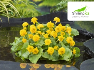 Caltha palustris 'Multiplex' – košík 9x9 cm