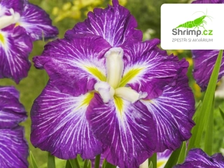 Iris ensata 'Dinner Plate Jell-O' - košík 11x11 cm