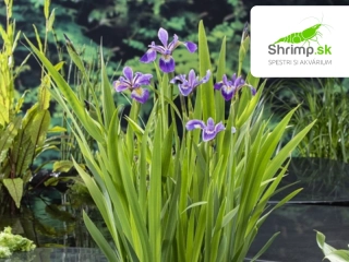 Iris versicolor – košík 9x9 cm