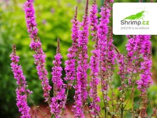 Lythrum salicaria – košík 9x9 cm