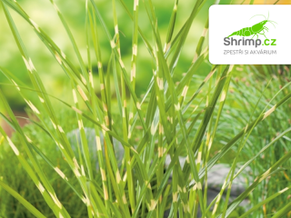 Miscanthus Zebrinus – košík 9x9 cm