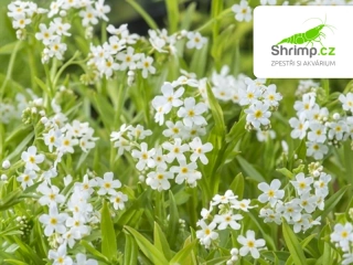 Myosotis palustris 'Alba' – košík 9x9 cm