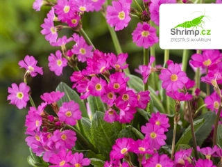 Primula rosea – košík 9x9 cm