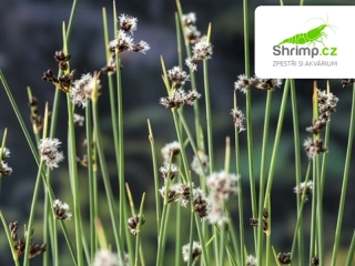 Scirpus lacustris – košík 9x9 cm 