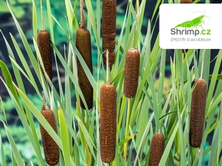 Typha latifolia – košík 9x9 cm 