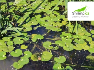 Heteranthera reniformis - pohár Ø 12 cm