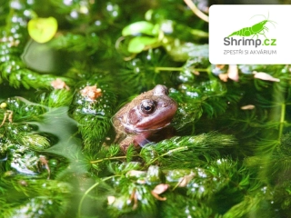 Mix kyslíkových rostlin – 6 druhů (zóna 2–4)