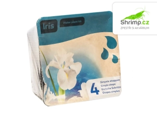 Iris pseudacorus 'White' - blistr 18 cm