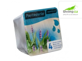 Pontederia cordata – blistr 18 cm