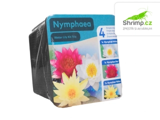 Trio leknínů (Nymphaea ‘Alba’, ‘Attraction’, ‘Chromatella’) – blistr