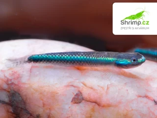 Hlaváč smaragdový - Stiphodon sp. undio blue